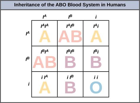 punnett square blood type calculator.